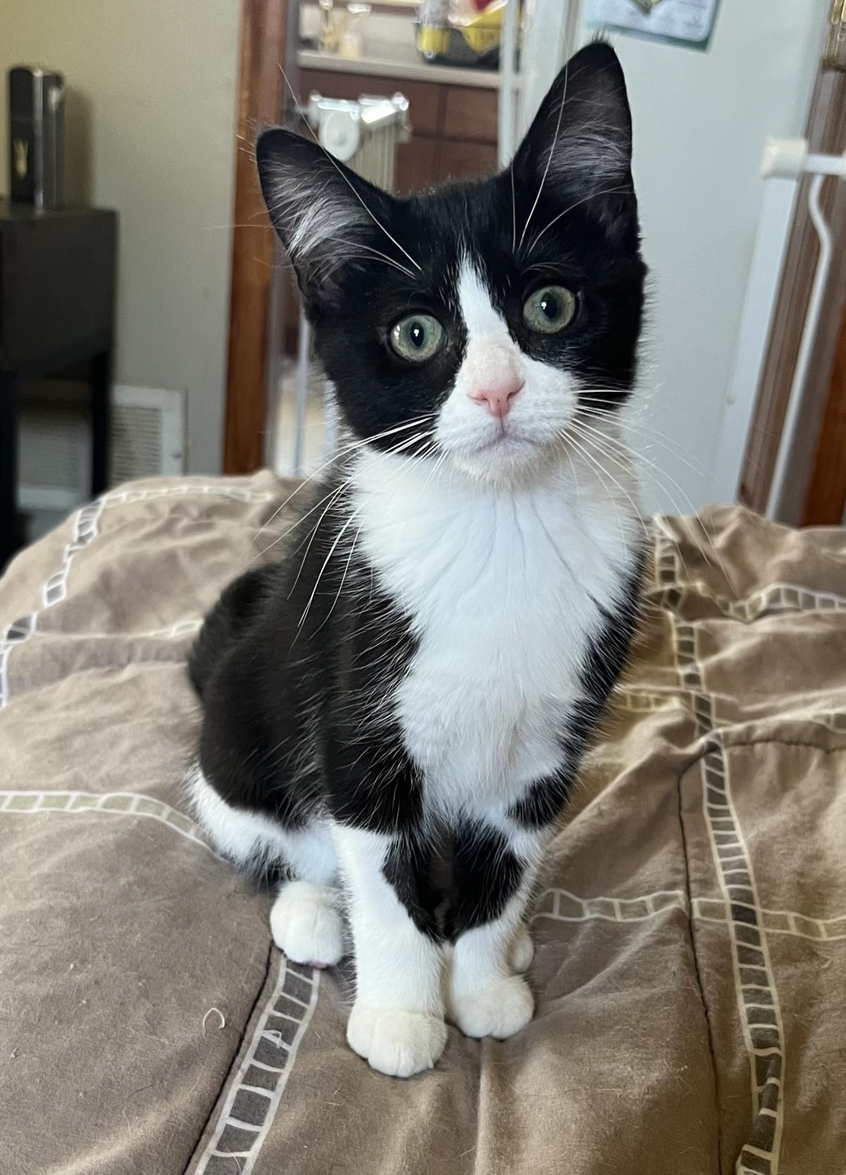 adoptable Cat in Wyandotte, MI named Miso