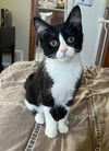 adoptable Cat in  named Miso