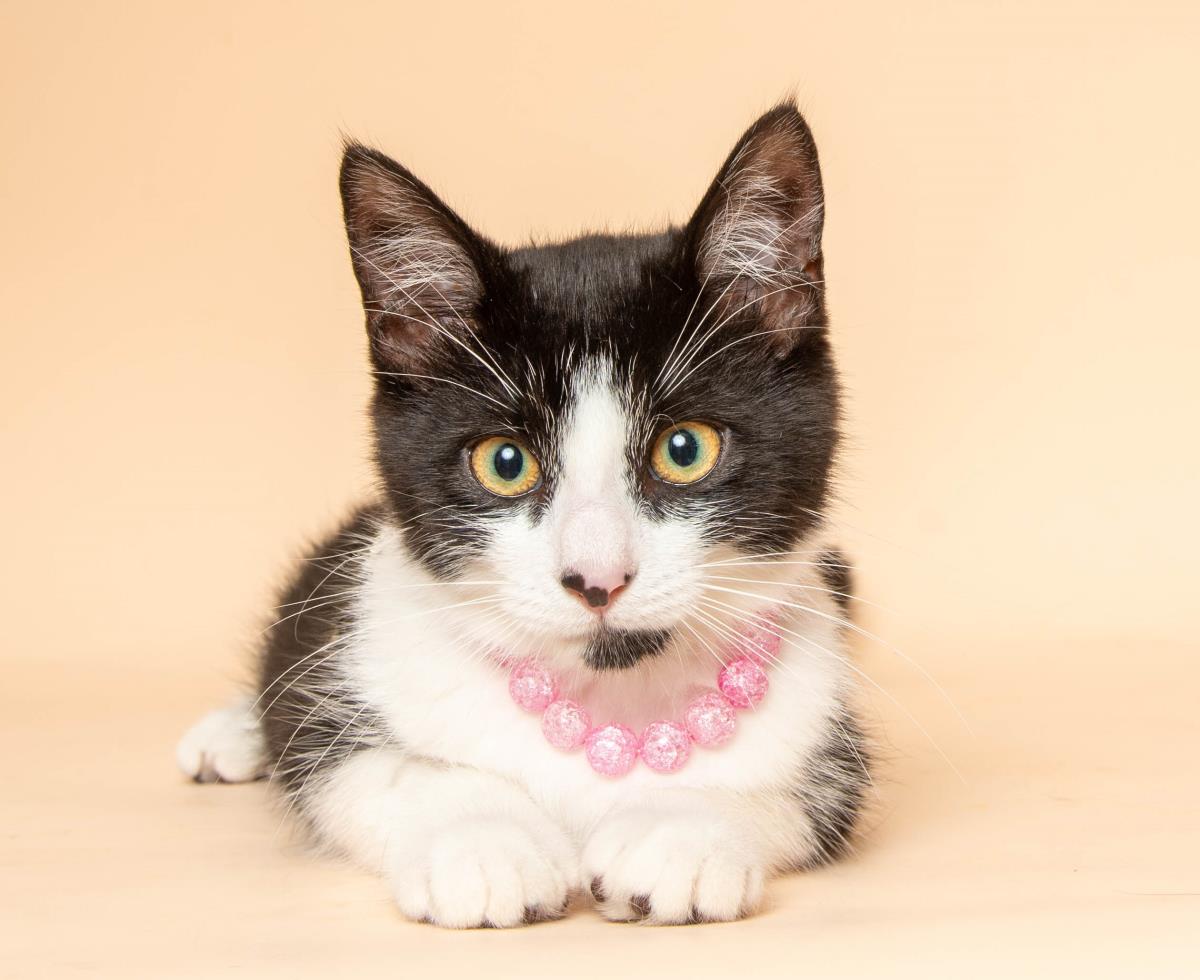 Roxy Image