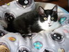 Roxy - Photo 2