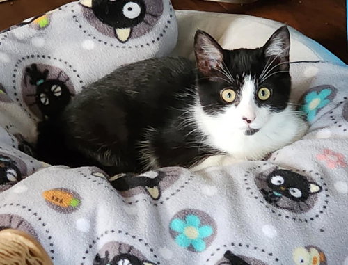 ROXY - Domestic Short Hair available for adoption
