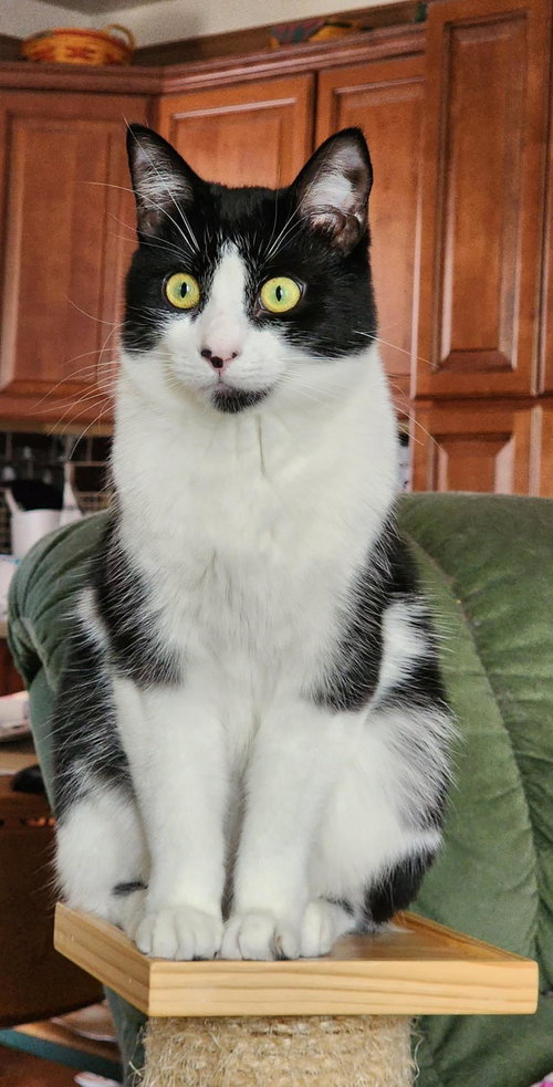 Roxy, Young Domestic Short Hair / Mixed, cat for adoption in Royal Oak, Michigan
