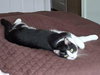 Roxy - Photo 4