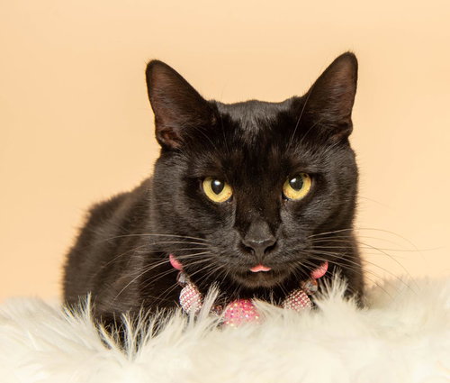 picture of the cat needing adoption