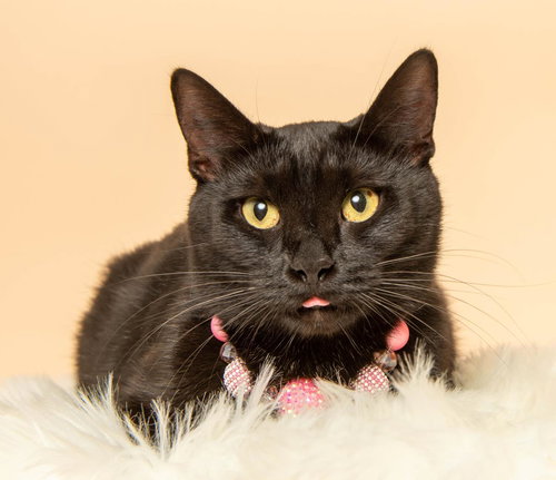 DOROTHY - Domestic Short Hair available for adoption