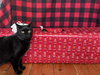 Dorothy - Photo 3