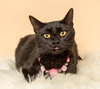 Dorothy - Photo 4