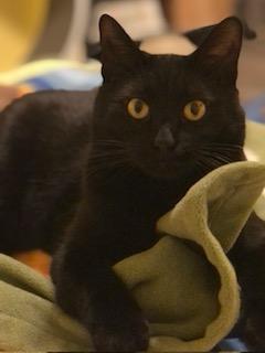 Dorothy, an adoptable Domestic Short Hair in Wyandotte, MI