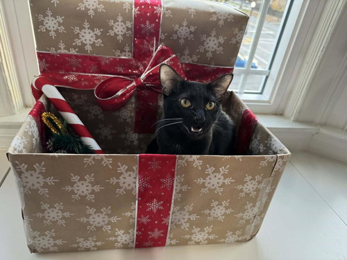SQUIRT - Domestic Short Hair available for adoption