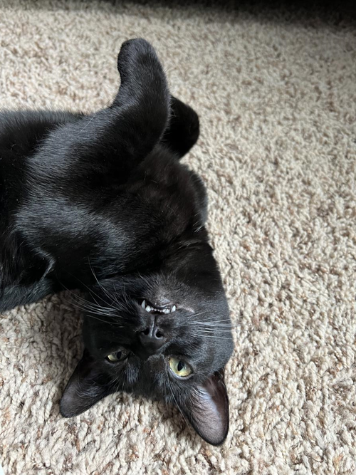 Squirt, an adoptable Domestic Short Hair in Wyandotte, MI