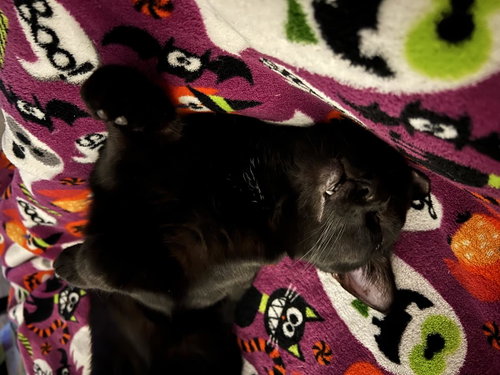 SQUIRT - Domestic Short Hair available for adoption