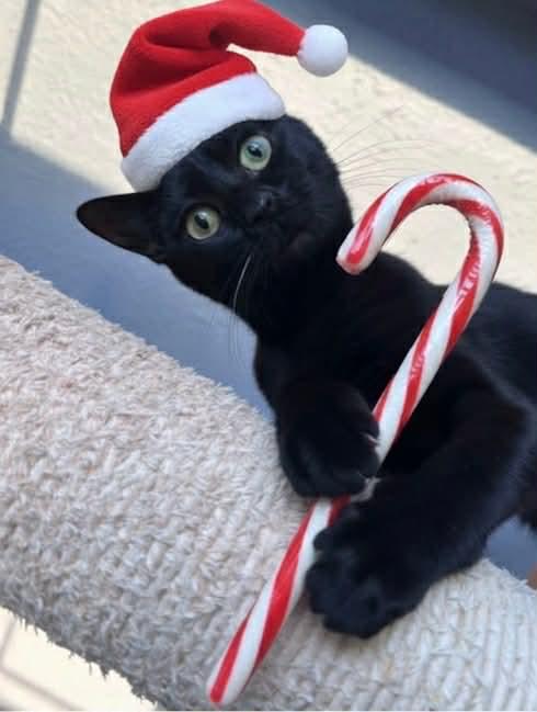 BUBBLES - Domestic Short Hair available for adoption