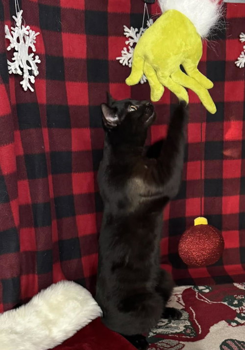 JACQUES - Domestic Short Hair available for adoption
