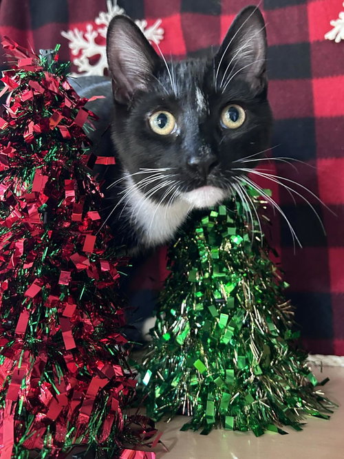 CRUSH - Domestic Short Hair available for adoption