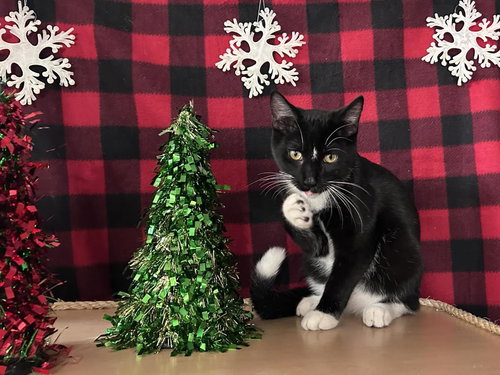 CRUSH - Domestic Short Hair available for adoption