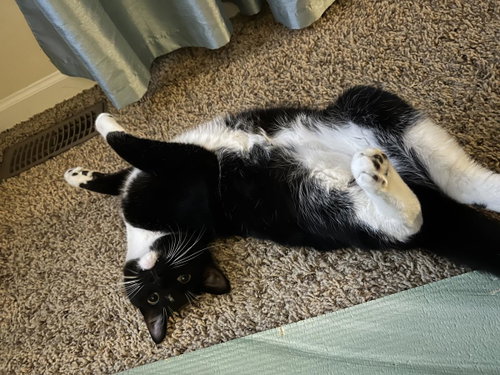 Crush, an adoptable Domestic Short Hair in Wyandotte, MI