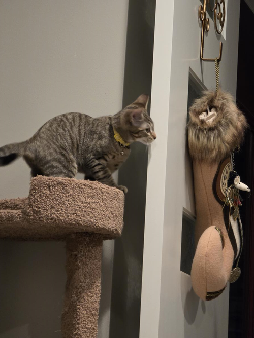 picture of the cat needing adoption