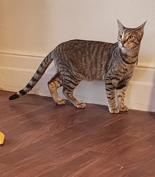 LEONARDO - Domestic Short Hair / Tabby available for adoption