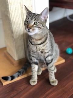 Leonardo