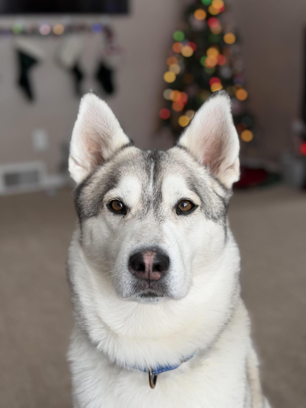 Jack