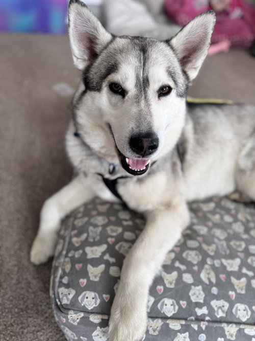 JACK - Husky available for adoption