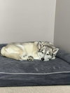 Jack - Photo 4