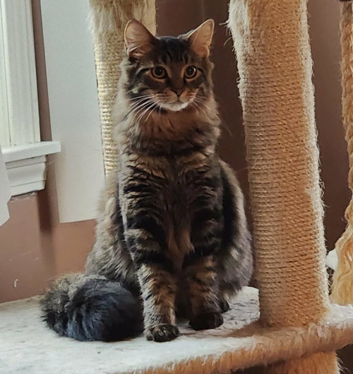 Fletcher, Young Domestic Long Hair / Tabby / Mixed, cat for adoption in Royal Oak, Michigan