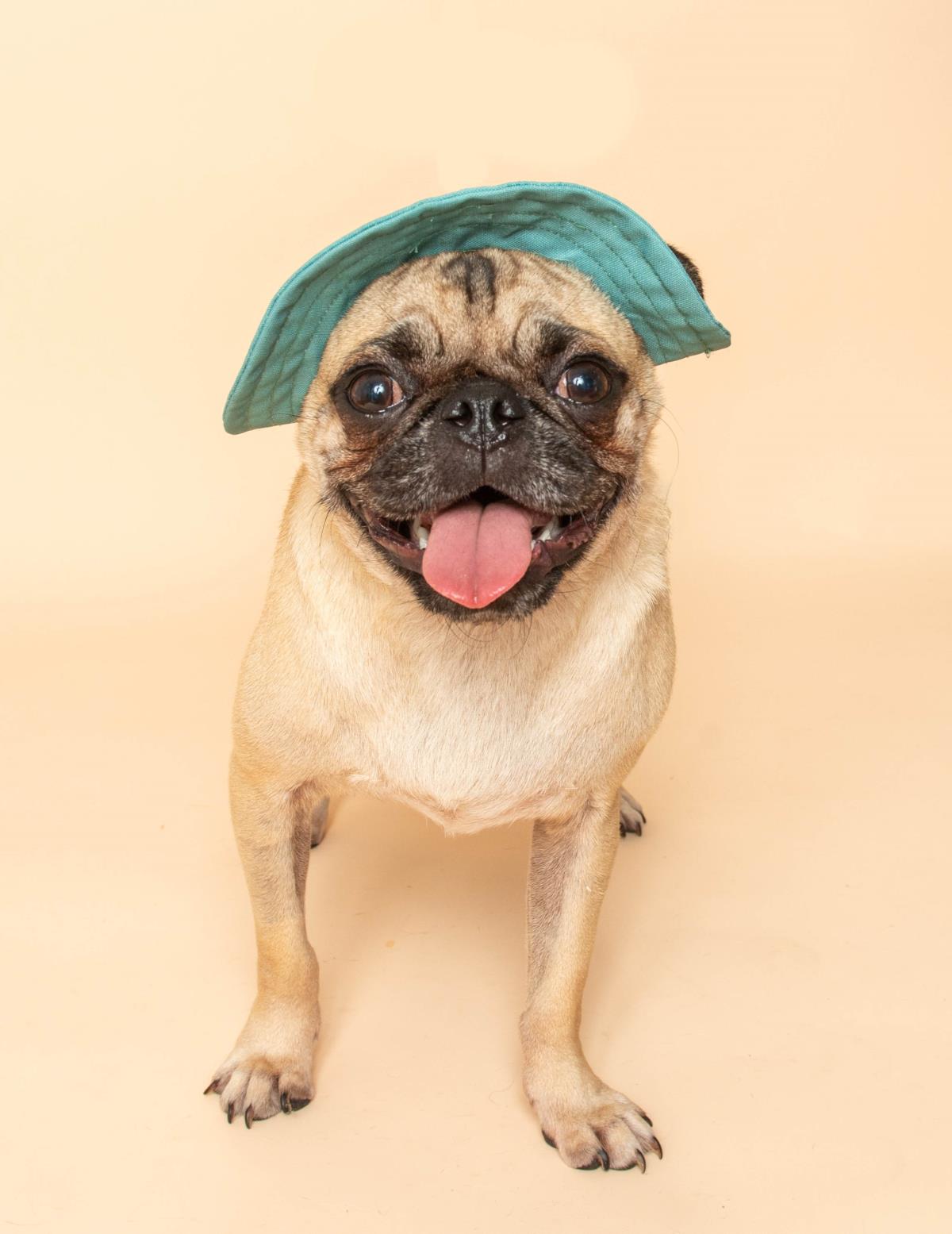 Bob the Pug