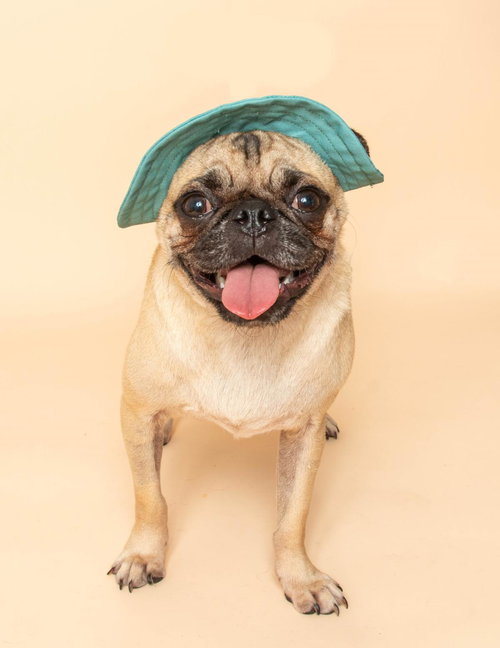 Bob the Pug, an adoptable Pug in Wyandotte, MI
