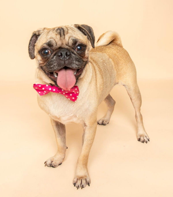 Bob the Pug