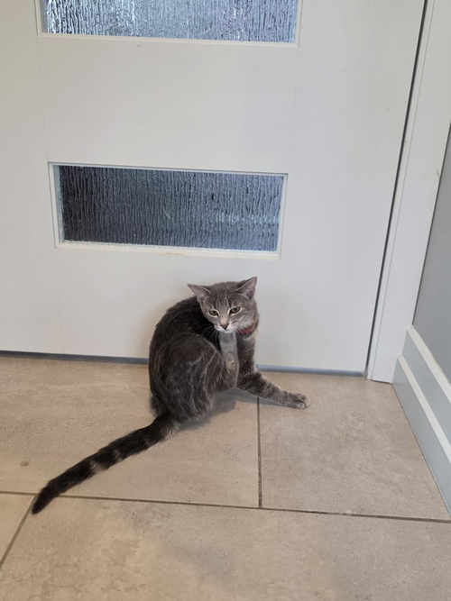 Falin, an adoptable Domestic Short Hair in Wyandotte, MI