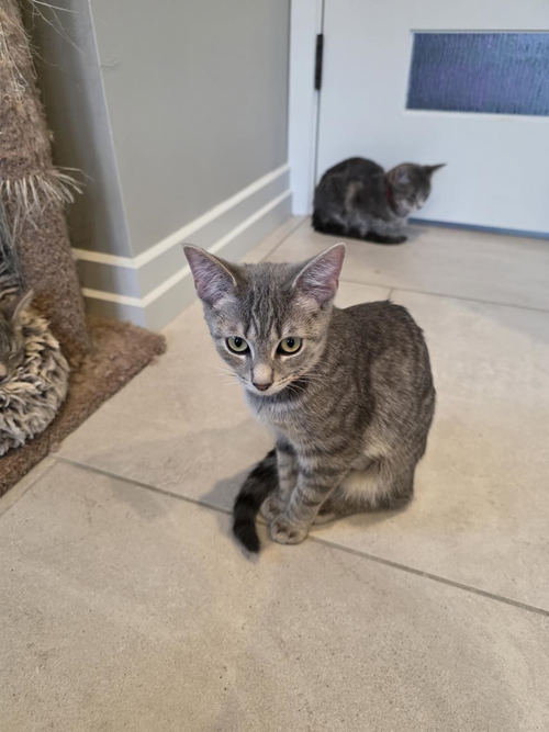 Laios, an adoptable Domestic Short Hair in Wyandotte, MI