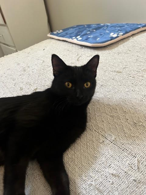 Achillia, an adoptable Domestic Short Hair in Wyandotte, MI