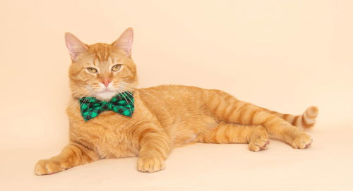 Steve, Adult Domestic Short Hair / Mixed, cat for adoption in Royal Oak, Michigan