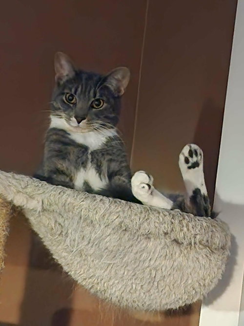 Chelsea, Young Domestic Short Hair / Mixed, cat for adoption in Royal Oak, Michigan