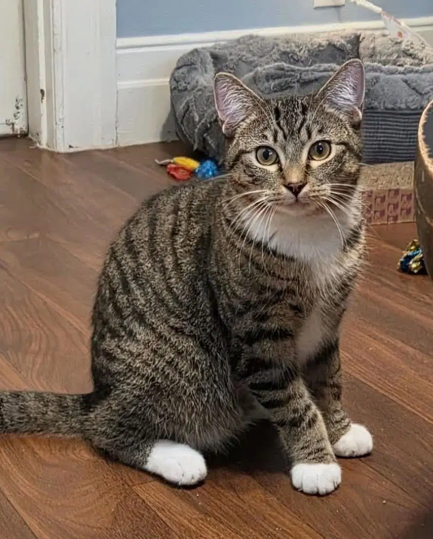 Marv - Domestic Short Hair