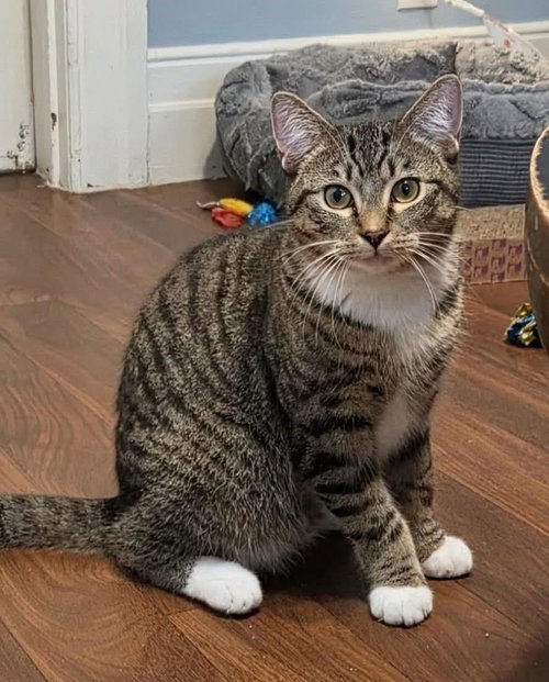 Marv, Young Domestic Short Hair / Mixed, cat for adoption in Royal Oak, Michigan