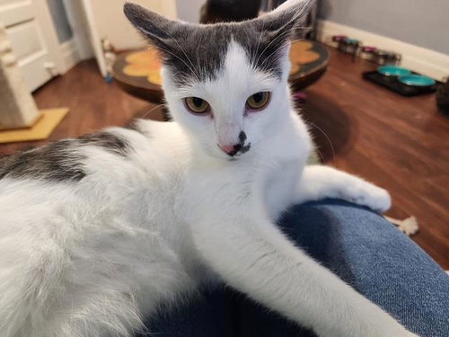Mick, Young Domestic Short Hair / Mixed, cat for adoption in Royal Oak, Michigan