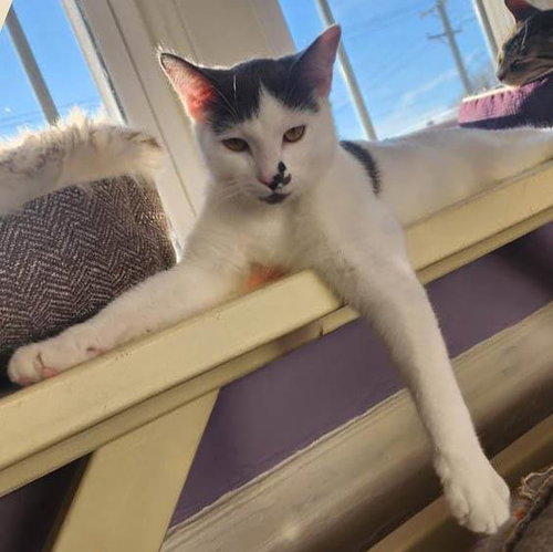 MICK - Domestic Short Hair available for adoption