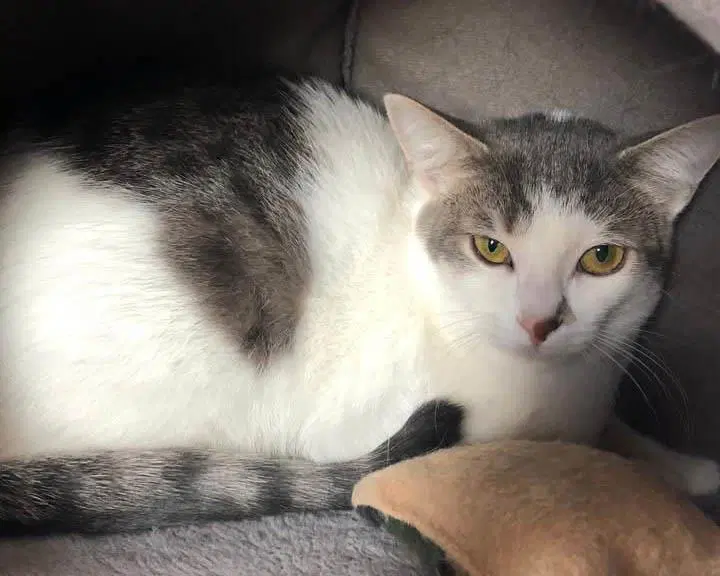 Mirabelle - Domestic Short Hair