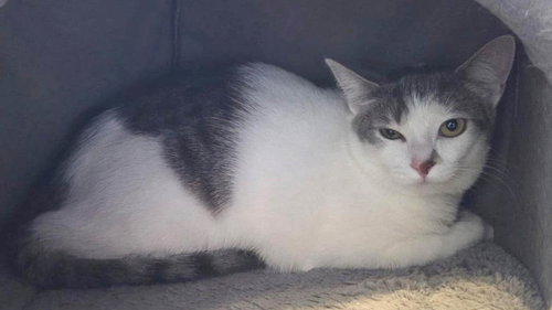 MIRABELLE - Domestic Short Hair available for adoption