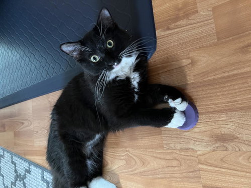 Nigel, an adoptable Domestic Long Hair in Wyandotte, MI