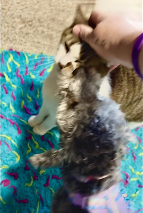 Agnes (Aggie), an adoptable Torbie in Wyandotte, MI