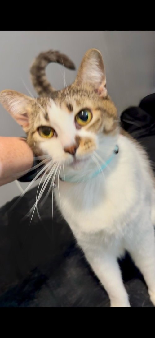 AGNES (AGGIE) - Torbie available for adoption