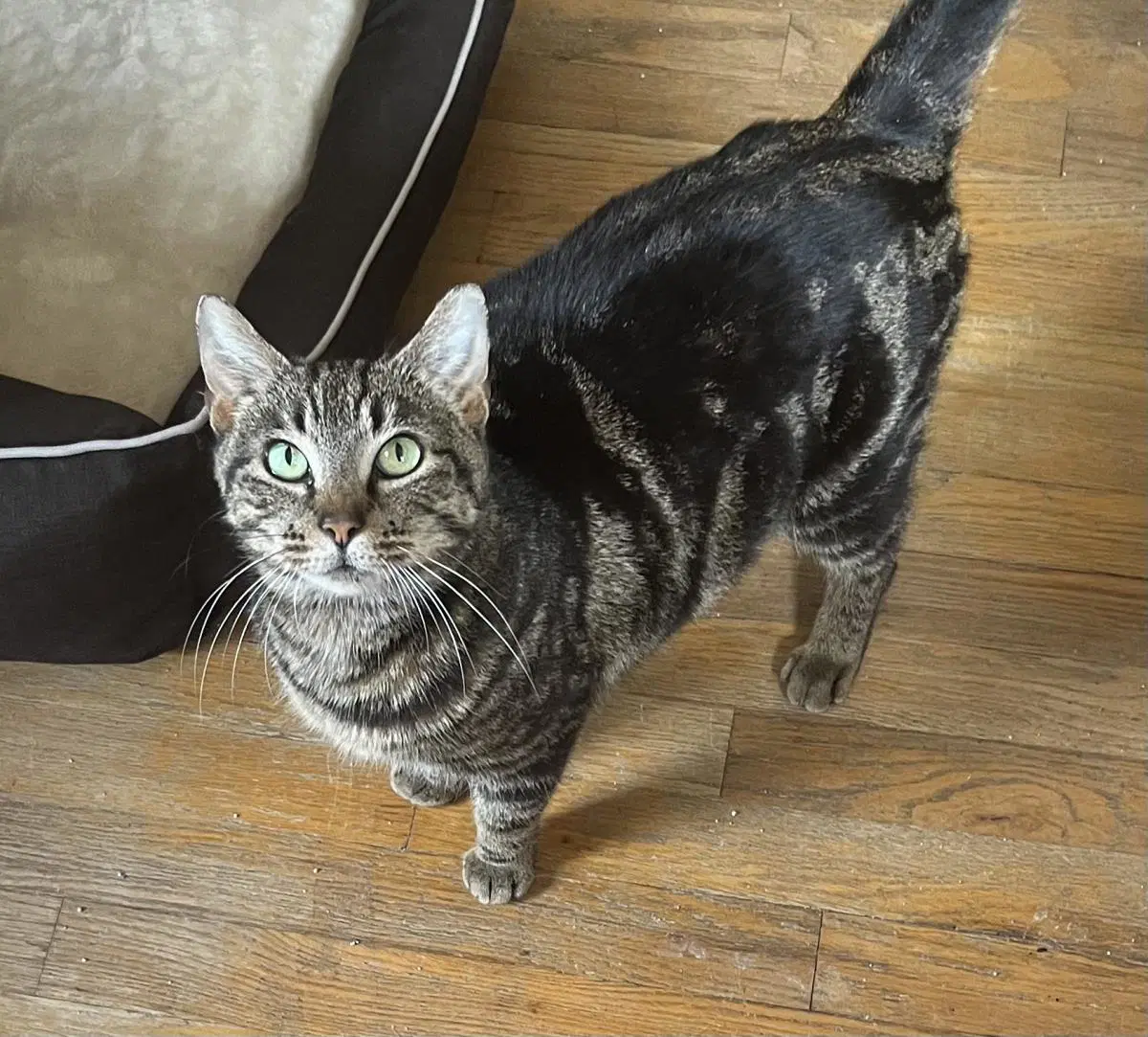 Zoe - Domestic Short Hair