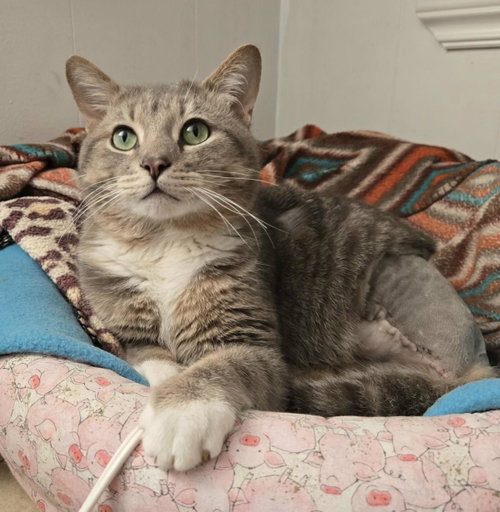 Jasper, an adoptable Tabby in Wyandotte, MI