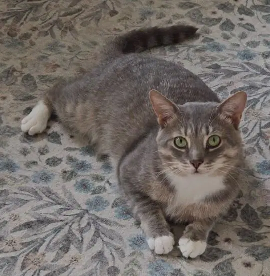 Jasper - Tabby