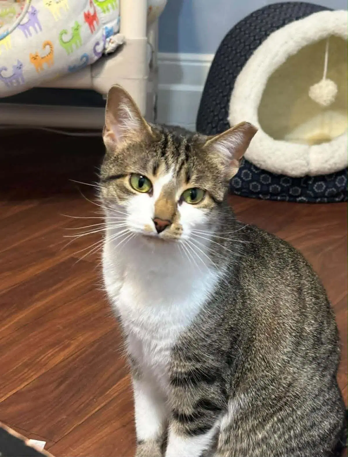 Smudgie - Domestic Short Hair