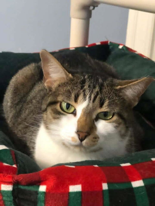Smudgie
