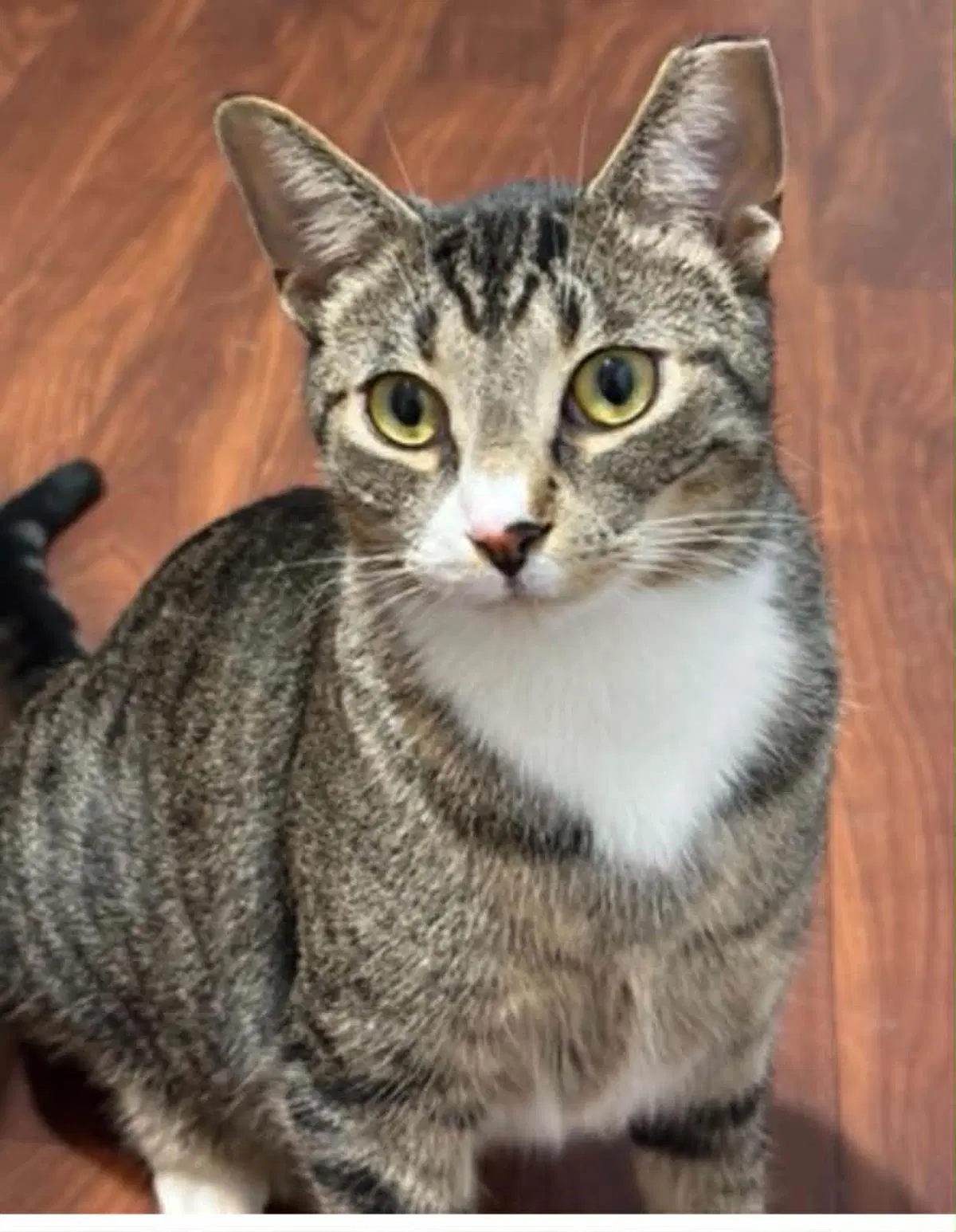 Chip - Domestic Short Hair